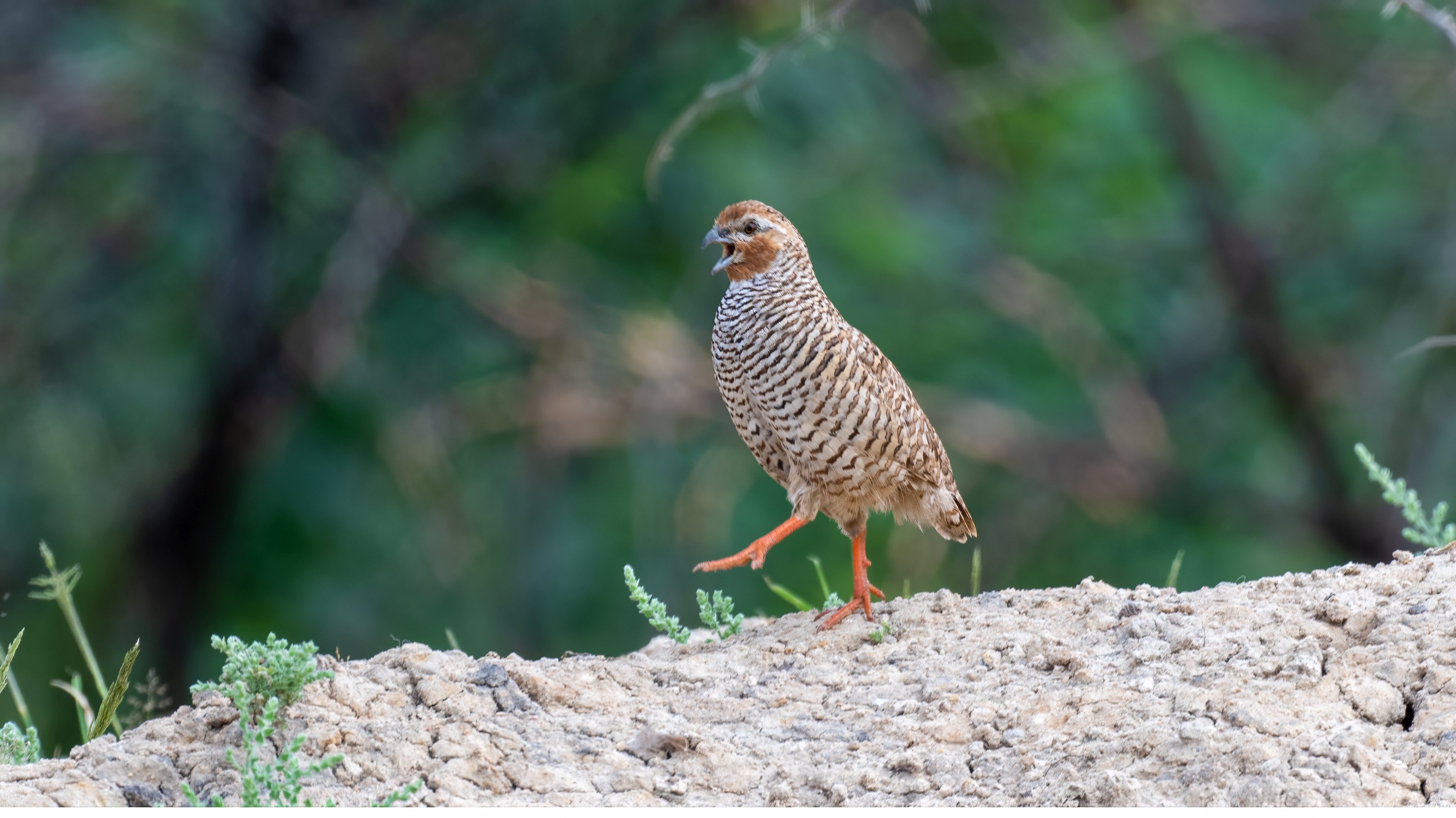 Rock Bush Quail